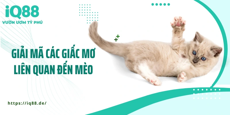 Giải mã các giấc mơ liên quan đến mèo